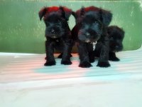 Minyatür schnauzer yavru