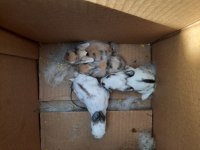 Yeni Doğum Hollanda Lop Tavşanı