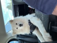 3 Yaşında Dişi Uysal Samoyed