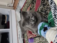 Scottish fold kedimizi sahiplendirmek istiyorum