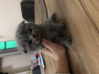 Ayı Surat Scottish Fold Kızlarım
