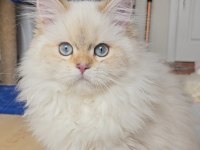 Şecereli golden point british longhair erkek