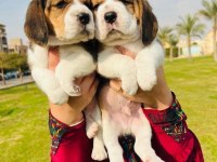Irk garantili beagle yavruları