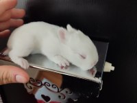 Hollanda Cüce Tavşan Yavruları