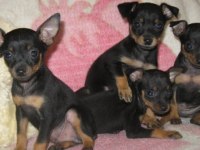 Oyuncak pinscher köpeği yavrularımız