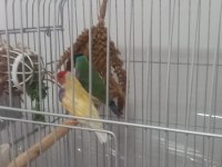 Acil Yumurtalı Cennet Papağanı