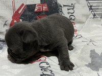 Harika Fransız Bulldog Bebekler