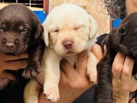 Labrador Arıyorsanız Bu Yavrular Size Göre!