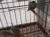 Yavru Forpus Papağanlar