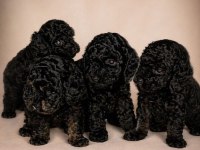 Küçük Şeker Poodle Minikler