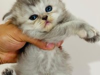 British longhair prenses kedim