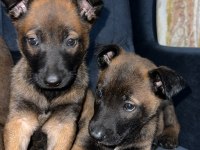 55-60 Günlük Malinois (Belçika Kurdu) Bebeklerimiz