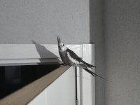 Uygun Fiyata Sağlıklı Sultan Papağanı Açıklamayı Okuyunuz