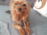 Oyuncu Ve Şımarık Yorkshire Terrier