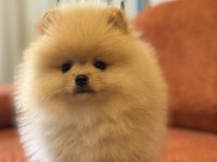 Üst Düzey Ayı Surat Erkek Pomeranian Boo