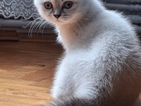 Çok Cana Yakın Dişi Bebek Scottish Fold