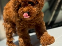 Safkan toy poodle köpekleri