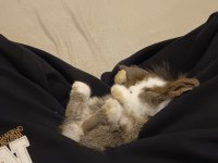 Hollanda Lop Tavşanı