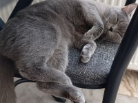 British Shorthair Dişi