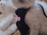 Dişi Blue Point Bebek British Shorthair