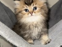 Özel safkan ırk chinchilla