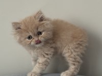 British Longhair Golden Kedimiz