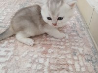 British shorthair selver