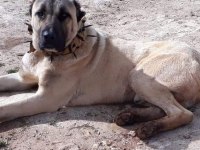Sivas'ın Has Kangal Yavruları