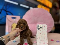 Irk Ve Sağlık Garantili Toy Poodle