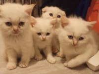 British siyam melezi kediler