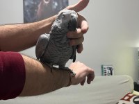 Full Evcil Çok Sağlıklı Muazzam Tüy Yapılı Jako Papağanı