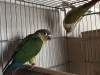 Yeni Eşleme Konur Papağanı Takım