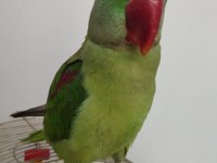 8-9 Aylık Erkek Alexander Tekirdağ İçi Elden Teslim