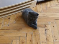 British Shorthair 60 Günlük