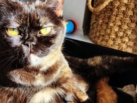 Acil Yuva Aranıyor Bir Dişi Bir Kısır Erkek British