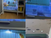 2 çift sevda papağanı ve kafesi