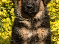 Alman Çoban Köpeği Yavrularımız