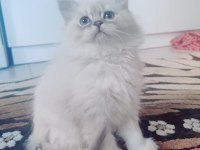 British Longhair 65 Günlük Yavrular