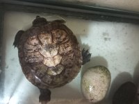 Kırmızı yanak su kaplumbağası