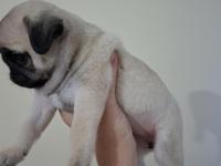 Dişi Pug Yavru 2 Aylık