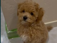 Sevgililer Gününe Özel A Kalite Maltipoo Bebeklerimiz