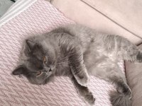 British longhair leo