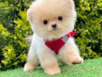 Safkan cins pomeranian boo yavrular