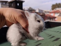 Hollanda cüce tavşanlarımı sahiplendirilecektir