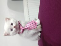 Yeni Aile Bekleyen Kediler