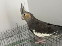 Konuşan ele alışık sultan papağanı paşamız