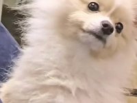 Pomeranian Boo 1,5 Yaşında Sahibinden