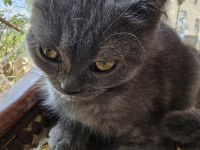 British cins kedimiz ücretsiz sahiplendirme