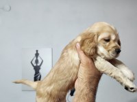 Son 2 Dişi Yavru Amerikan Cocker