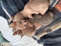 Sfenks kedisi erkek ve dişi renkli göz